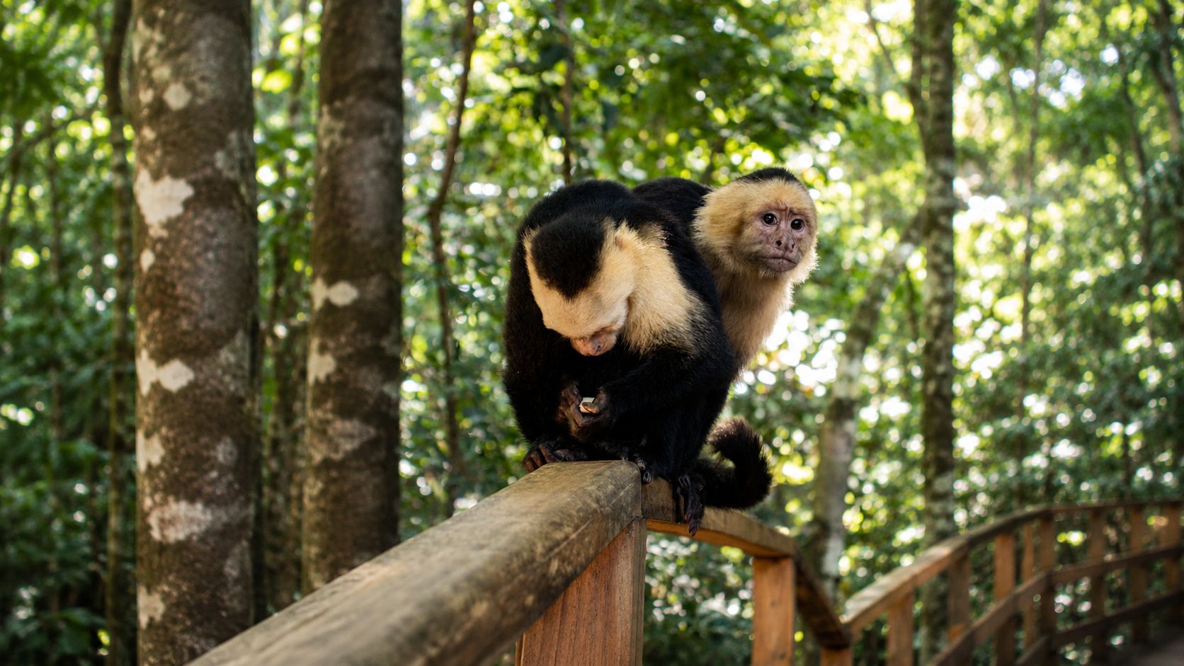 Mono capuchino de cara blanca sobre un puente de madera en la selva de Costa Rica